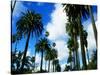 Palm Trees Lining Street-Randy Faris-Stretched Canvas