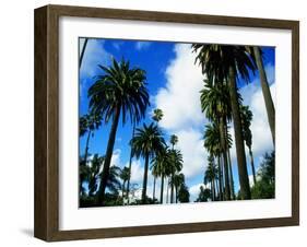 Palm Trees Lining Street-Randy Faris-Framed Premium Photographic Print