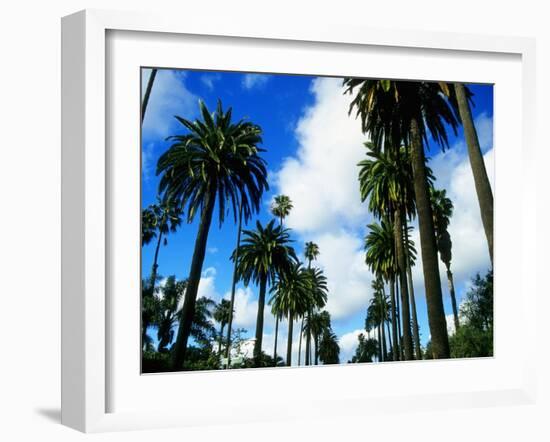 Palm Trees Lining Street-Randy Faris-Framed Premium Photographic Print