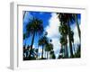 Palm Trees Lining Street-Randy Faris-Framed Premium Photographic Print