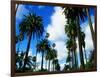 Palm Trees Lining Street-Randy Faris-Framed Premium Photographic Print