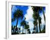 Palm Trees Lining Street-Randy Faris-Framed Photographic Print