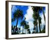 Palm Trees Lining Street-Randy Faris-Framed Photographic Print