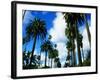 Palm Trees Lining Street-Randy Faris-Framed Photographic Print