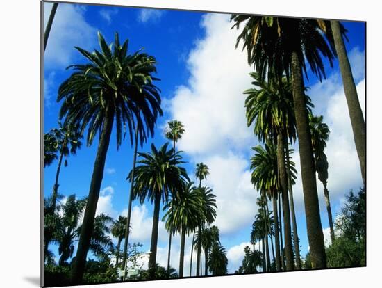 Palm Trees Lining Street-Randy Faris-Mounted Photographic Print