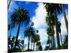 Palm Trees Lining Street-Randy Faris-Mounted Photographic Print