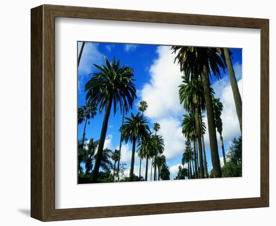 Palm Trees Lining Street-Randy Faris-Framed Photographic Print