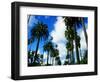 Palm Trees Lining Street-Randy Faris-Framed Photographic Print