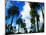 Palm Trees Lining Street-Randy Faris-Mounted Photographic Print