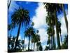 Palm Trees Lining Street-Randy Faris-Stretched Canvas