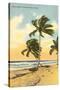 Palm Trees, Miami Beach, Florida-null-Stretched Canvas
