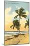 Palm Trees, Miami Beach, Florida-null-Mounted Art Print