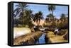 Palm Trees N Africa-null-Framed Stretched Canvas