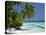 Palm Trees on a Tropical Beach in the Maldive Islands, Indian Ocean-Scholey Peter-Stretched Canvas