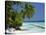 Palm Trees on a Tropical Beach in the Maldive Islands, Indian Ocean-Scholey Peter-Stretched Canvas