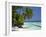 Palm Trees on a Tropical Beach in the Maldive Islands, Indian Ocean-Scholey Peter-Framed Photographic Print