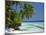 Palm Trees on a Tropical Beach in the Maldive Islands, Indian Ocean-Scholey Peter-Mounted Photographic Print