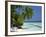 Palm Trees on a Tropical Beach in the Maldive Islands, Indian Ocean-Scholey Peter-Framed Photographic Print