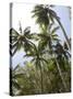 Palm Trees on Beach at Palm Cove, Cairns, North Queensland, Australia, Pacific-Nick Servian-Stretched Canvas