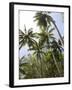 Palm Trees on Beach at Palm Cove, Cairns, North Queensland, Australia, Pacific-Nick Servian-Framed Photographic Print