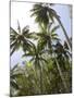 Palm Trees on Beach at Palm Cove, Cairns, North Queensland, Australia, Pacific-Nick Servian-Mounted Photographic Print