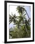 Palm Trees on Beach at Palm Cove, Cairns, North Queensland, Australia, Pacific-Nick Servian-Framed Photographic Print