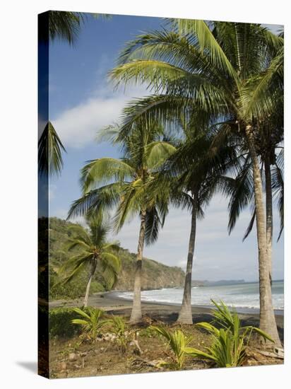 Palm Trees on Beach at Punta Islita, Nicoya Pennisula, Pacific Coast, Costa Rica, Central America-R H Productions-Stretched Canvas