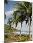 Palm Trees on Beach at Punta Islita, Nicoya Pennisula, Pacific Coast, Costa Rica, Central America-R H Productions-Mounted Photographic Print