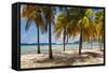 Palm trees on beach, Britannia Bay, Mustique, Saint Vincent And The Grenadines-null-Framed Stretched Canvas