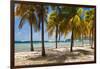 Palm trees on beach, Britannia Bay, Mustique, Saint Vincent And The Grenadines-null-Framed Photographic Print