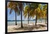 Palm trees on beach, Britannia Bay, Mustique, Saint Vincent And The Grenadines-null-Framed Photographic Print