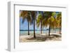 Palm trees on beach, Britannia Bay, Mustique, Saint Vincent And The Grenadines-null-Framed Photographic Print