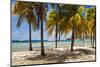 Palm trees on beach, Britannia Bay, Mustique, Saint Vincent And The Grenadines-null-Mounted Photographic Print