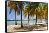 Palm trees on beach, Britannia Bay, Mustique, Saint Vincent And The Grenadines-null-Framed Stretched Canvas