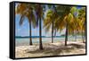 Palm trees on beach, Britannia Bay, Mustique, Saint Vincent And The Grenadines-null-Framed Stretched Canvas
