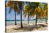 Palm trees on beach, Britannia Bay, Mustique, Saint Vincent And The Grenadines-null-Stretched Canvas