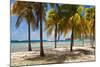 Palm trees on beach, Britannia Bay, Mustique, Saint Vincent And The Grenadines-null-Mounted Photographic Print