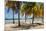 Palm trees on beach, Britannia Bay, Mustique, Saint Vincent And The Grenadines-null-Mounted Photographic Print