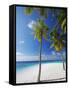 Palm Trees on Beach, Maldives, Indian Ocean, Asia-Sakis Papadopoulos-Framed Stretched Canvas