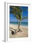 Palm Trees on Beach, Playa El Cortecito, Bavaro, Dominican Republic-Massimo Borchi-Framed Photographic Print