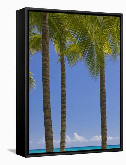 Palm Trees on Beach-Jonathan Hicks-Framed Stretched Canvas