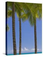 Palm Trees on Beach-Jonathan Hicks-Stretched Canvas