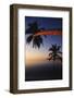 Palm Trees on Beach-Michele Westmorland-Framed Photographic Print