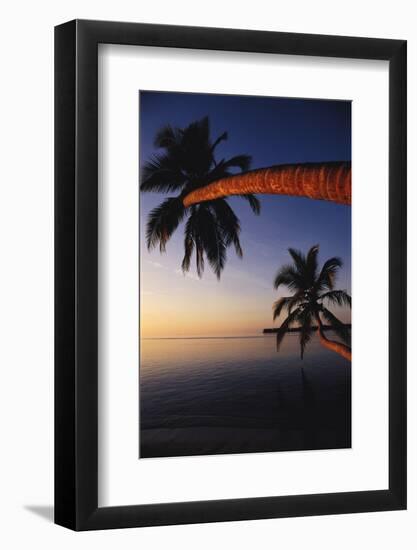 Palm Trees on Beach-Michele Westmorland-Framed Photographic Print