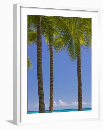 Palm Trees on Beach-Jonathan Hicks-Framed Photographic Print