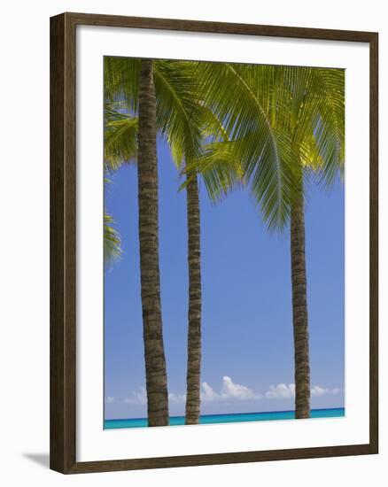 Palm Trees on Beach-Jonathan Hicks-Framed Photographic Print