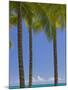 Palm Trees on Beach-Jonathan Hicks-Mounted Photographic Print