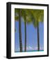 Palm Trees on Beach-Jonathan Hicks-Framed Photographic Print