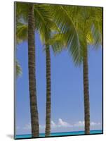 Palm Trees on Beach-Jonathan Hicks-Mounted Photographic Print