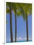 Palm Trees on Beach-Jonathan Hicks-Framed Photographic Print